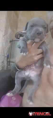 Cachorros pitbull