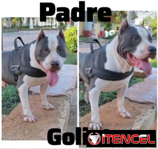 Cachorros pitbull