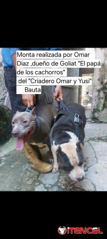 Cachorros pitbull