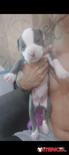 Cachorros pitbull