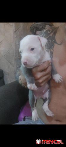 Cachorros pitbull