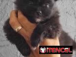POMERANIA,macho,en 800 USD o equivalente(ACEPTO TRANSFERENCIA)TENGO MENSAJERÍA,tiene 70 días y está desparacitado.
