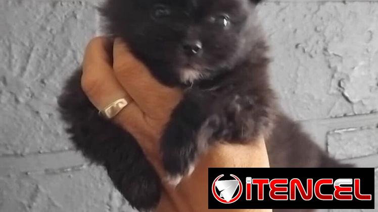 POMERANIA,macho,en 800 USD o equivalente(ACEPTO TRANSFERENCIA)TENGO MENSAJERÍA,tiene 70 días y está desparacitado.