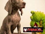 Venta de amor de 4 patas