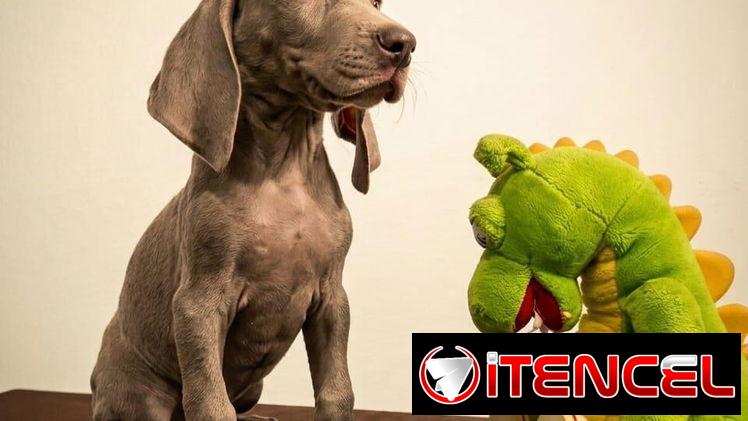 Venta de amor de 4 patas
