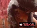 AMÉRICAN BULLY XL,macho,en 700 USD o equivalente,TENGO MENSAJERÍA,tiene 80 días y está VACUNADO y desparacitado