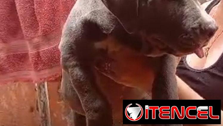 AMÉRICAN BULLY XL,macho,en 700 USD o equivalente,TENGO MENSAJERÍA,tiene 80 días y está VACUNADO y desparacitado