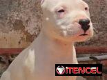 ((( DOGO ARGENTINO AMBOS SEXOS BETTY MASCOTAS WHATSAPP 52506841 )))