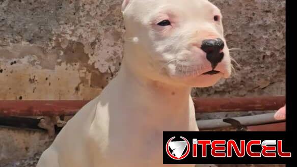 ((( DOGO ARGENTINO AMBOS SEXOS BETTY MASCOTAS WHATSAPP 52506841 )))