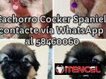 Tienda de Cachorros (Habana)