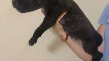 Cachorros de pitbull