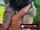 Cachorros de pequinés