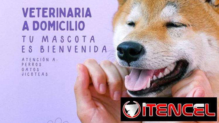 Veterinario a domicilio en La Habana – Dr. Rosa Pavot (Kinetica)