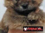 VENDEMOS PERROS PURA RAZAS Y ARTÍCULOS DE MASCOTAS