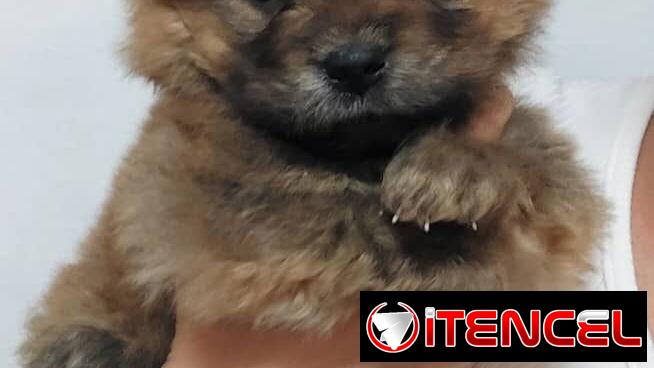 VENDEMOS PERROS PURA RAZAS Y ARTÍCULOS DE MASCOTAS