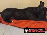 PITBULL,macho,en 130 USD o equivalente(ACEPTO TRANSFERENCIA)TENGO MENSAJERÍA,de 3 meses(pesa 7.8kg) y esta desparacitado