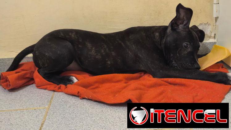 PITBULL,macho,en 130 USD o equivalente(ACEPTO TRANSFERENCIA)TENGO MENSAJERÍA,de 3 meses(pesa 7.8kg) y esta desparacitado