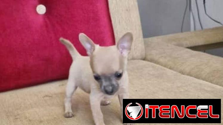 SHIHUAHUA hembra,en 280 USD o equivalente(ACEPTO TRANSFERENCIA)TENGO MENSAJERÍA,tiene 65 días y está desparacitada