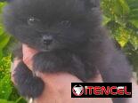 POMERANIA,macho,en 800 USD o equivalente(ACEPTO TRANSFERENCIA)TENGO MENSAJERÍA,tiene 70 días y está desparacitado.