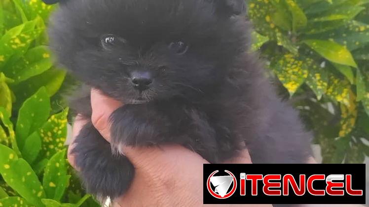 POMERANIA,macho,en 800 USD o equivalente(ACEPTO TRANSFERENCIA)TENGO MENSAJERÍA,tiene 70 días y está desparacitado.