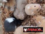 Variedad de hamster( pequeños y grandes). Jaulas. Pienso. Comederos. Ruedas