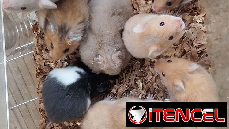 Variedad de hamster( pequeños y grandes). Jaulas. Pienso. Comederos. Ruedas