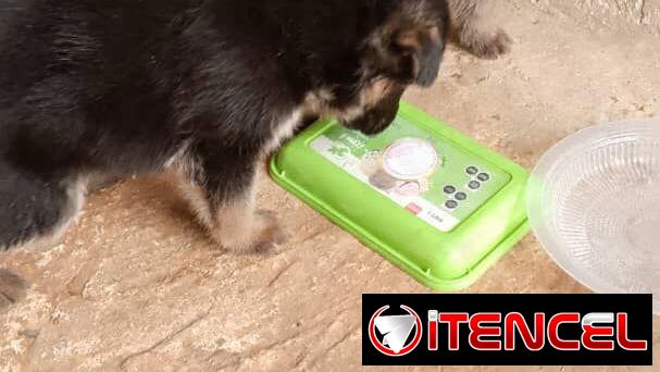 Si buscas un amigo fiel no dudes puede ser un pastor Alemán, pitbull, Chihuahua, shitzu, bulldog Salchicha 53818081