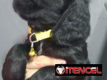 Cocker spaniel