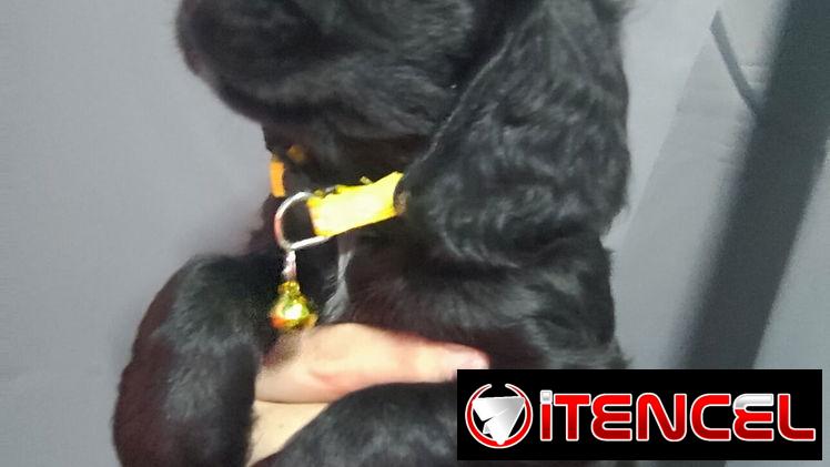 Cocker spaniel