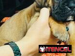 BOXER 😍😍