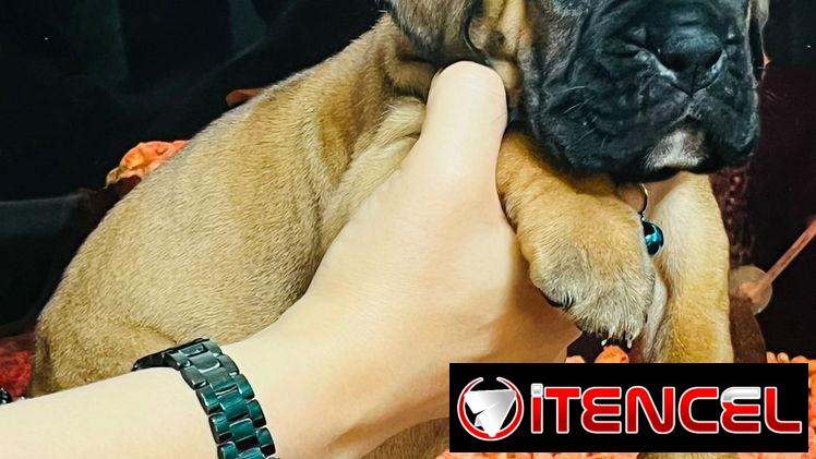 BOXER 😍😍