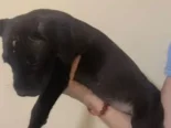 Cachorros de pitbull