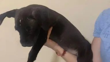 Cachorros de pitbull