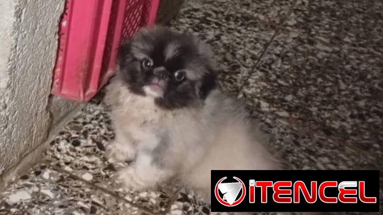 PEQUINÉS IMPERIAL CON PEDIGRI,en 350 USD o equivalente,TENGO MENSAJERÍA,tienen 4 meses,TODAS LAS VACUNAS PUESTAS,despara
