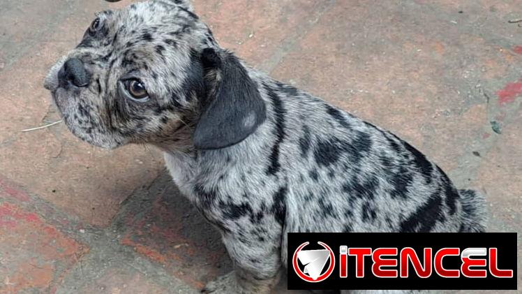 ((( BULLDOG FRANCÉS AMBOS SEXOS VACUNADOS EXCELENTE GENÉTICA WHATSAPP 58746643 )))