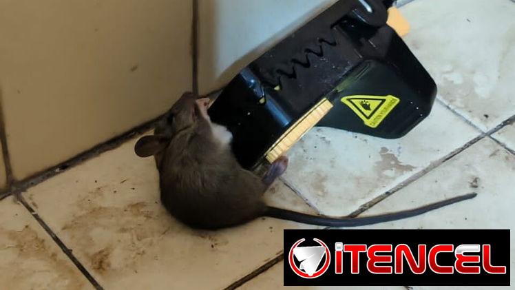 Ratoneras fáciles usar