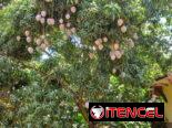 PARCELA EN VENTA