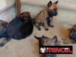 Perros de puras razas