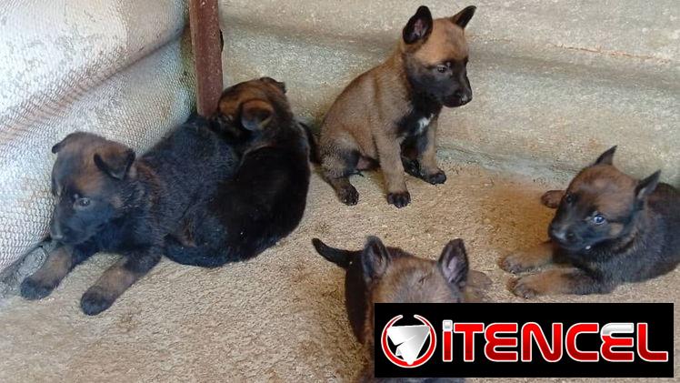 Perros de puras razas