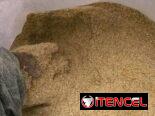 Pienso criollo para puercos