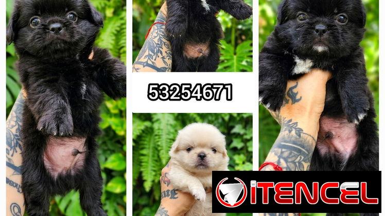 Spaniel Tibetanos ( pekines )