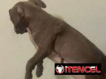 Cachorros de pitbull