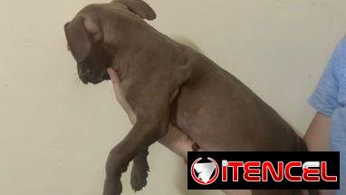 Cachorros de pitbull