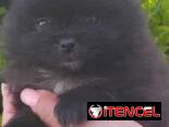 ((( POMERANIAS AMBOS SEXOS EN VENTA EXCELENTES PADRES WHATSAPP 58746643 )))
