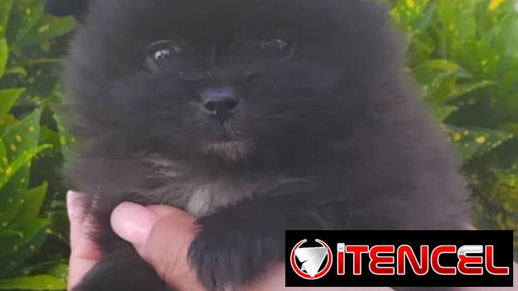 ((( POMERANIAS AMBOS SEXOS EN VENTA EXCELENTES PADRES WHATSAPP 58746643 )))