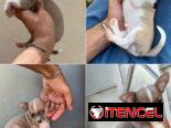 ((( CHIHUAHUAS PARA TODOS LOS GUSTOS PELO LARGO Y PELO CORTO BETTY MASCOTAS WHATSAPP 52506841 )))