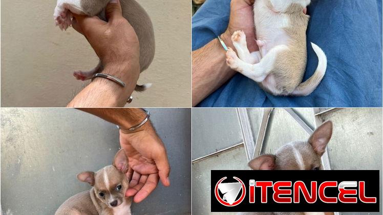 ((( CHIHUAHUAS PARA TODOS LOS GUSTOS PELO LARGO Y PELO CORTO BETTY MASCOTAS WHATSAPP 52506841 )))