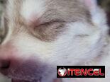 Husky  en venta