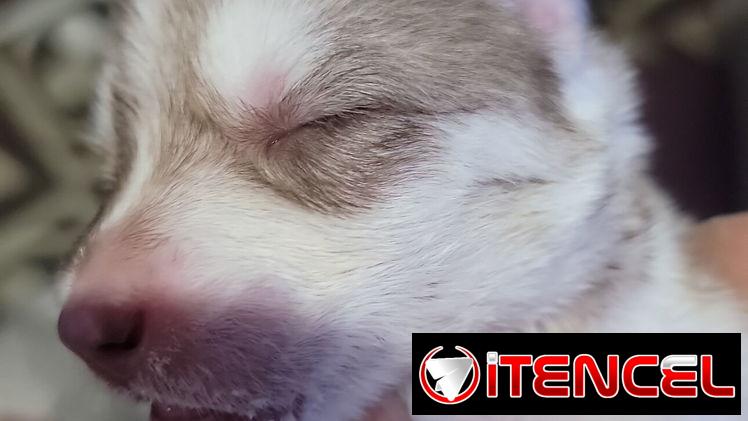 Husky  en venta
