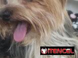 YORKY,machos,en 250 USD o equivalente(ACEPTO TRANSFERENCIA)TENGO MENSAJERÍA,tienen 55 días y están desparacitados.